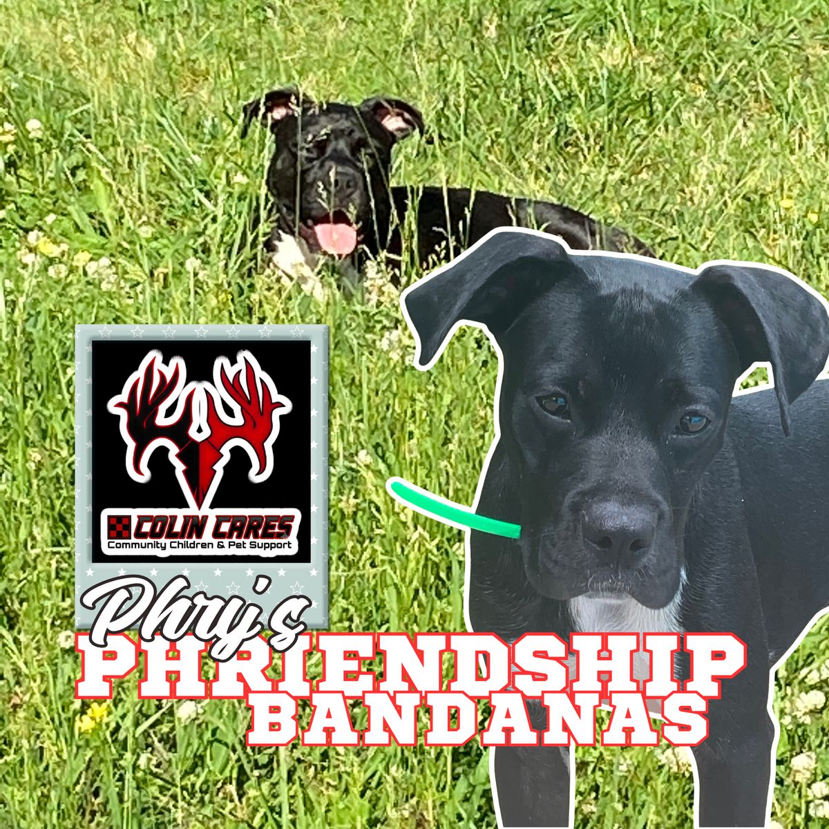 Phry's Phriendship Bandanas